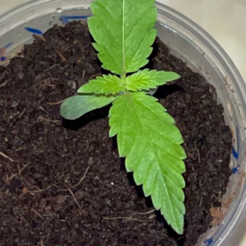 Colombian Jack growlog timeline photo