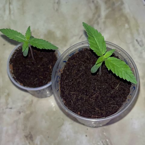 Colombian Jack growlog timeline photo