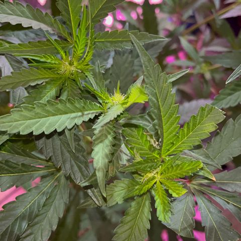 AMNESI-K LEMON growlog timeline photo