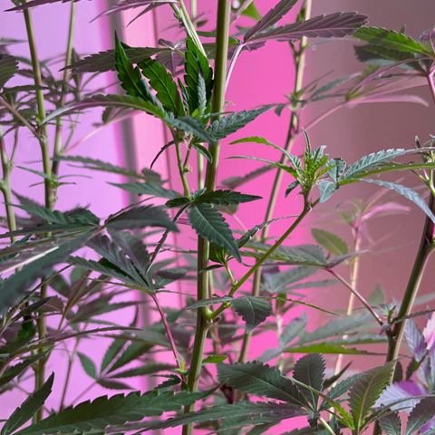 AMNESI-K LEMON growlog timeline photo