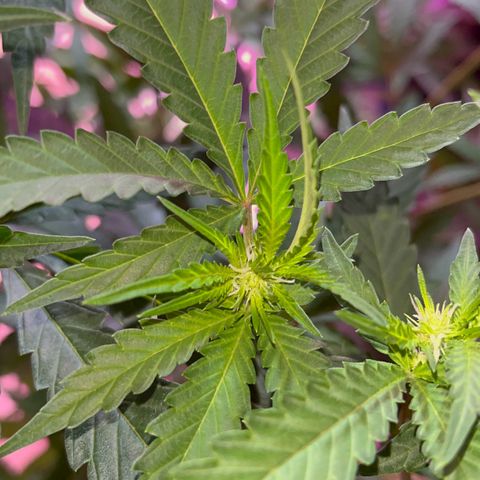 AMNESI-K LEMON growlog timeline photo