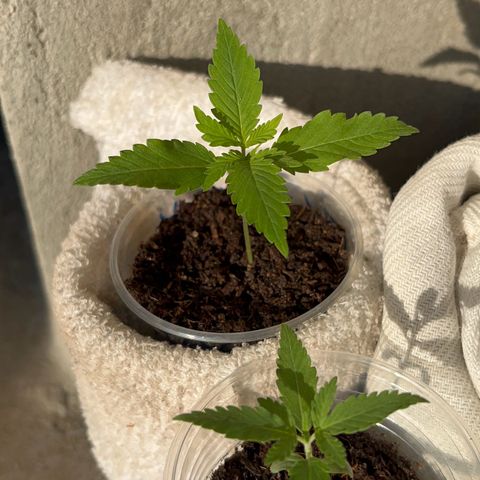 Colombian Jack growlog timeline photo