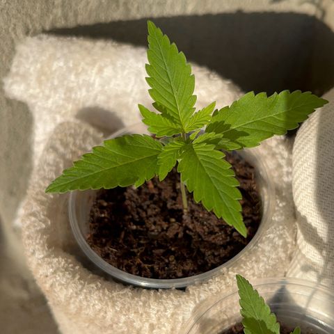 Colombian Jack growlog timeline photo