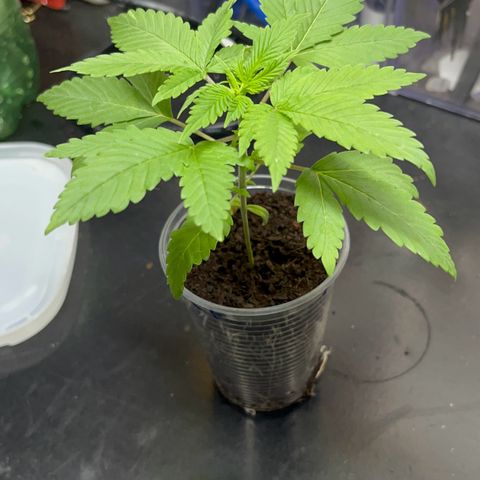 Colombian Jack growlog timeline photo