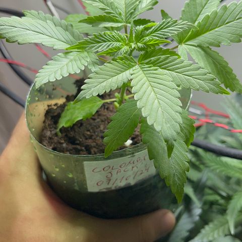 Colombian Jack growlog timeline photo