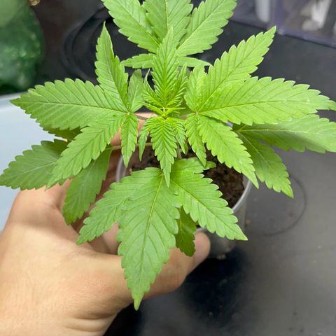 Colombian Jack growlog timeline photo