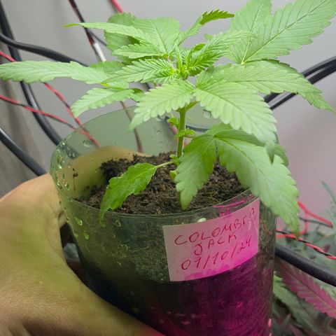 Colombian Jack growlog timeline photo