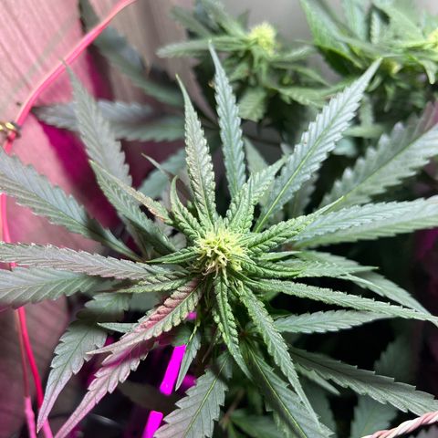 AMNESI-K LEMON growlog timeline photo