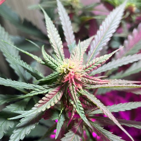 AMNESI-K LEMON growlog timeline photo
