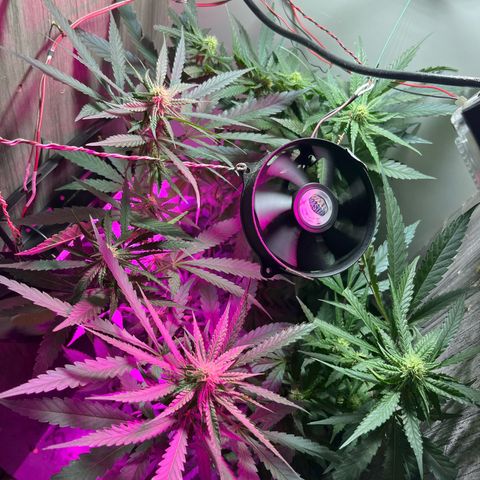 AMNESI-K LEMON growlog timeline photo