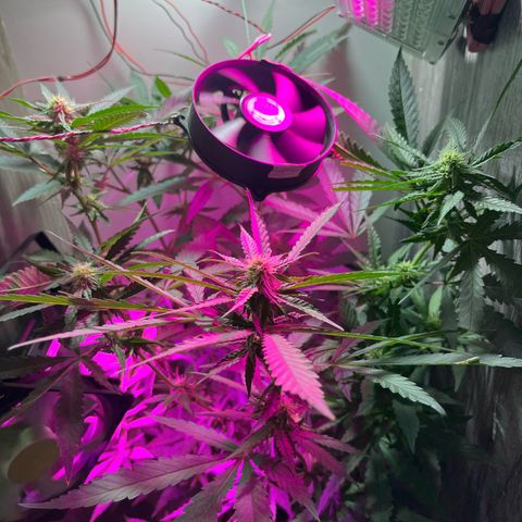 AMNESI-K LEMON growlog timeline photo