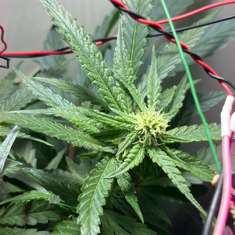 AMNESI-K LEMON growlog timeline photo