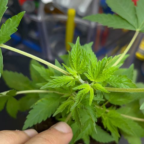Colombian Jack growlog timeline photo