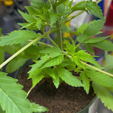 Colombian Jack growlog timeline photo