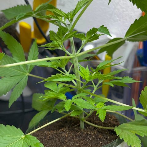 Colombian Jack growlog timeline photo