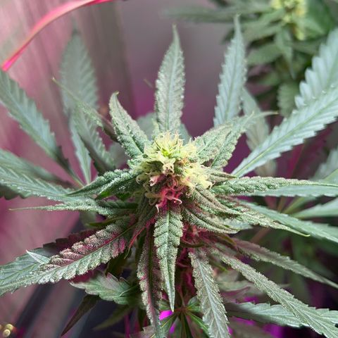AMNESI-K LEMON growlog timeline photo