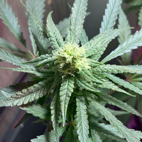 AMNESI-K LEMON growlog timeline photo