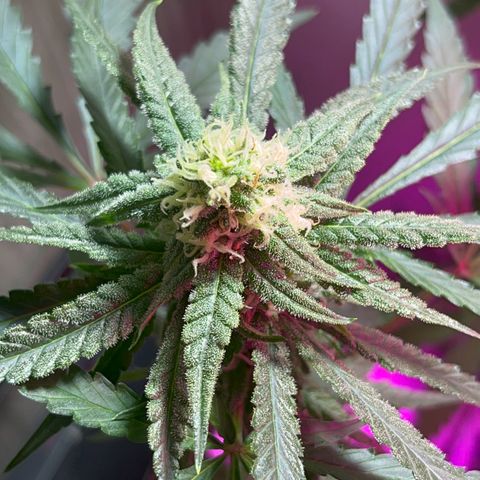 AMNESI-K LEMON growlog timeline photo