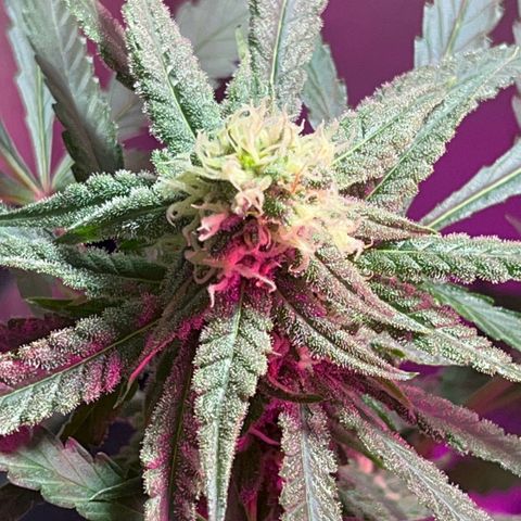 AMNESI-K LEMON growlog timeline photo