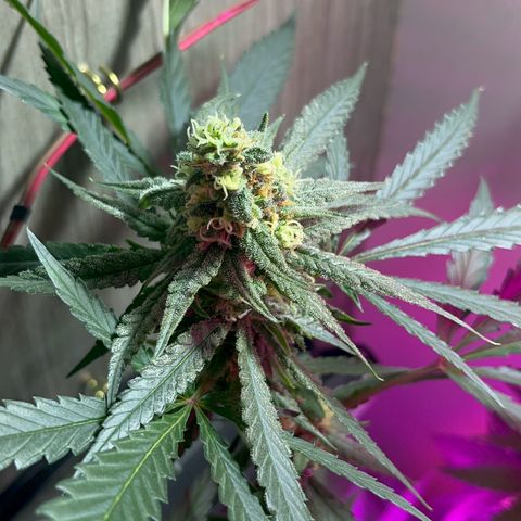 AMNESI-K LEMON growlog timeline photo