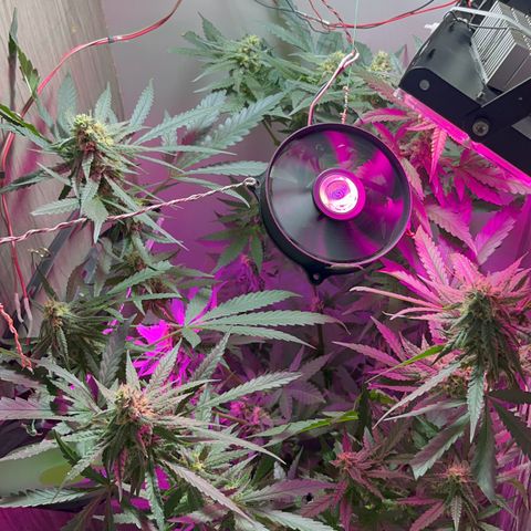 AMNESI-K LEMON growlog timeline photo