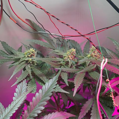 AMNESI-K LEMON growlog timeline photo