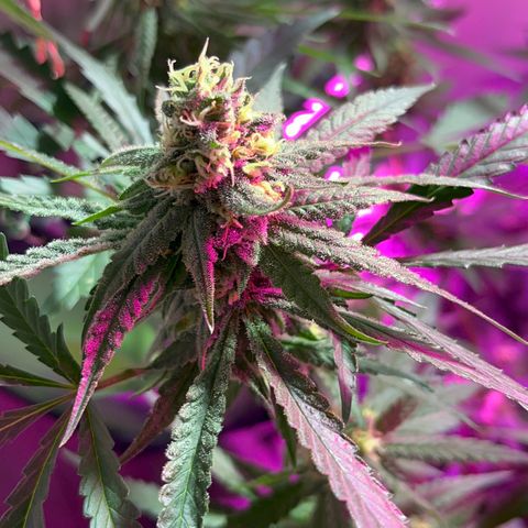 AMNESI-K LEMON growlog timeline photo