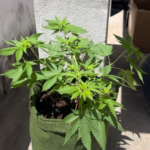 Colombian Jack growlog timeline photo