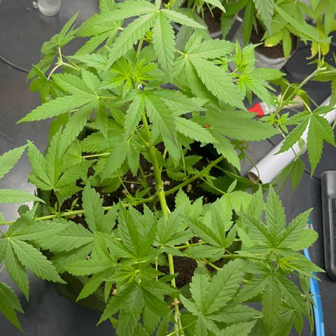 Colombian Jack growlog timeline photo