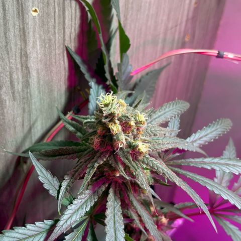 AMNESI-K LEMON growlog timeline photo