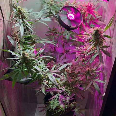 AMNESI-K LEMON growlog timeline photo