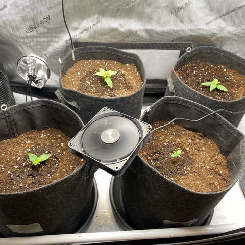 Gorilla Glue #4 growlog timeline photo