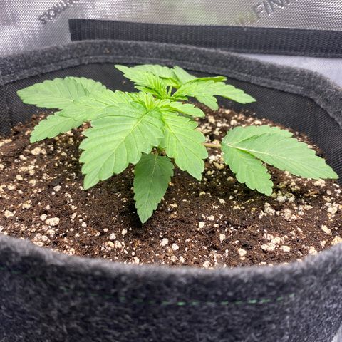 Gorilla Glue #4 growlog timeline photo