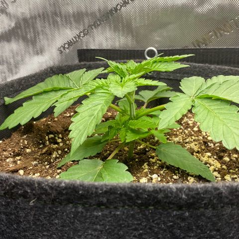 Gorilla Glue #4 growlog timeline photo