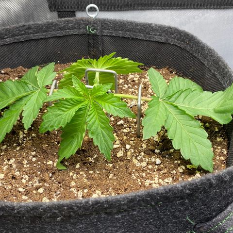 Gorilla Glue #4 growlog timeline photo