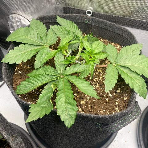 Gorilla Glue #4 growlog timeline photo