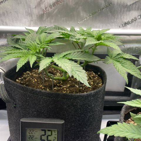 Gorilla Glue #4 growlog timeline photo