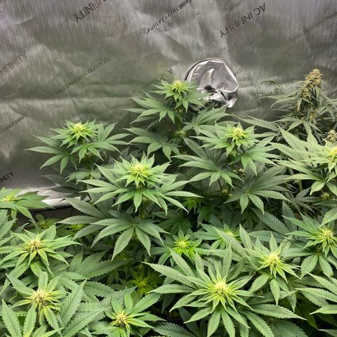 Gorilla Glue #4 growlog timeline photo