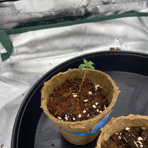 Early Queen #1 growlog timeline photo