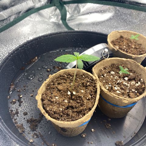 Early Queen #1 growlog timeline photo