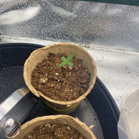 Don Orion growlog timeline photo