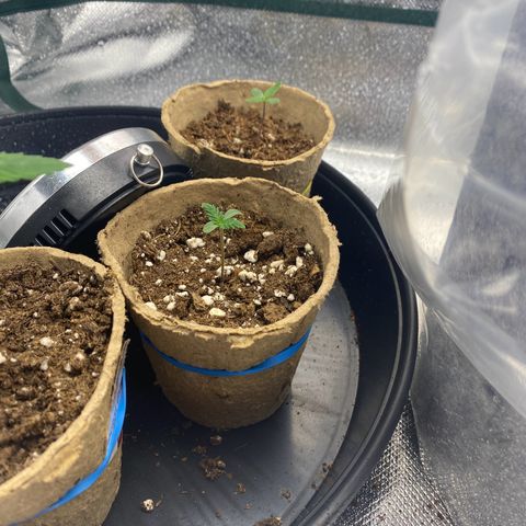 Late Queen #1 growlog timeline photo