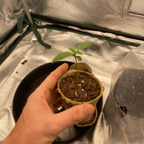 Early Queen #1 growlog timeline photo