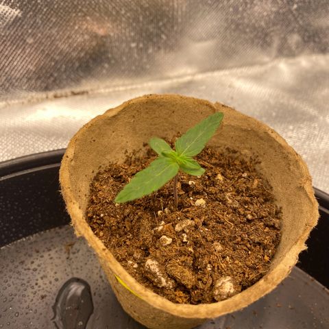 Don Orion growlog timeline photo