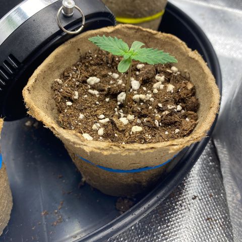 Late Queen #1 growlog timeline photo
