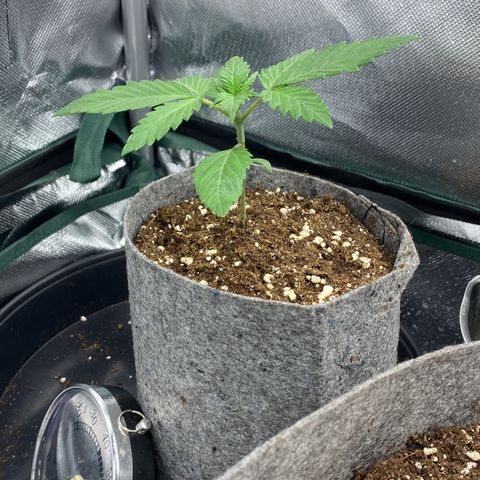 Early Queen #1 growlog timeline photo