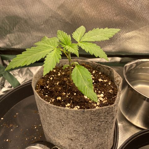 Early Queen #1 growlog timeline photo