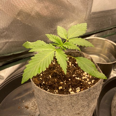 Early Queen #1 growlog timeline photo