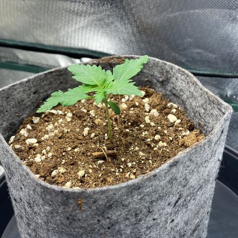 Late Queen #1 growlog timeline photo