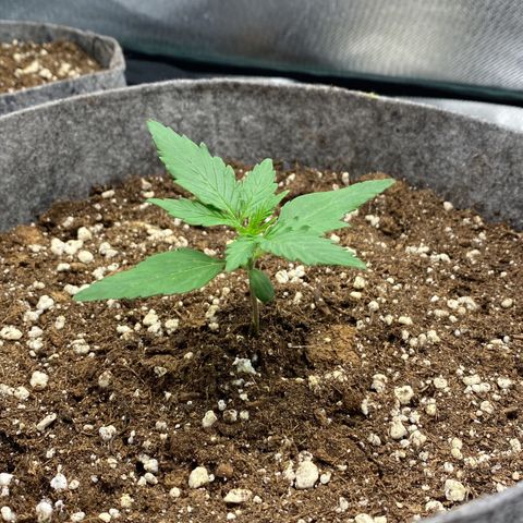Don Orion growlog timeline photo